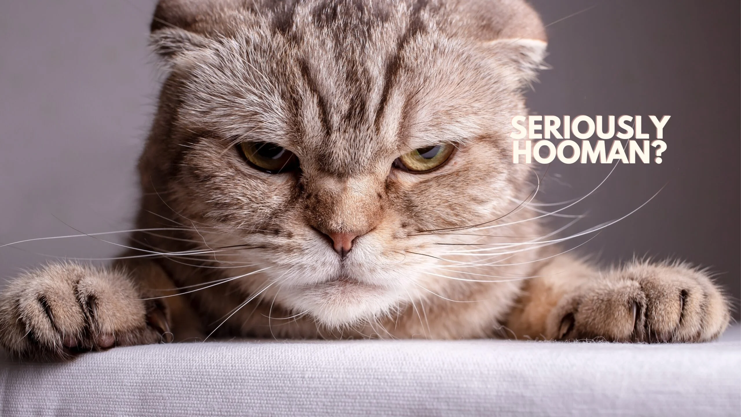 Create a Pet Profile on Petme