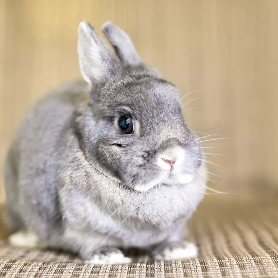 Netherland Dwarf 