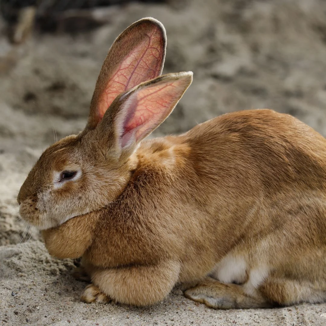 Flemish Giant 