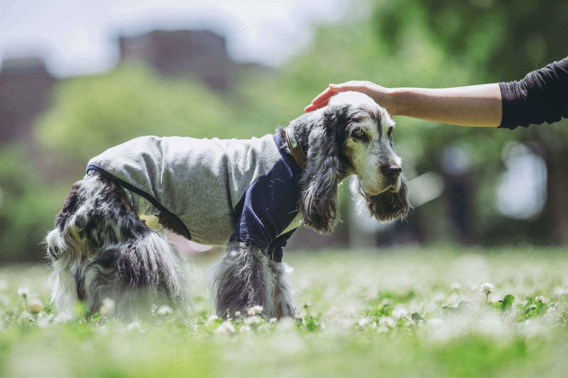 Caring for Senior Dogs: Tips and Advice