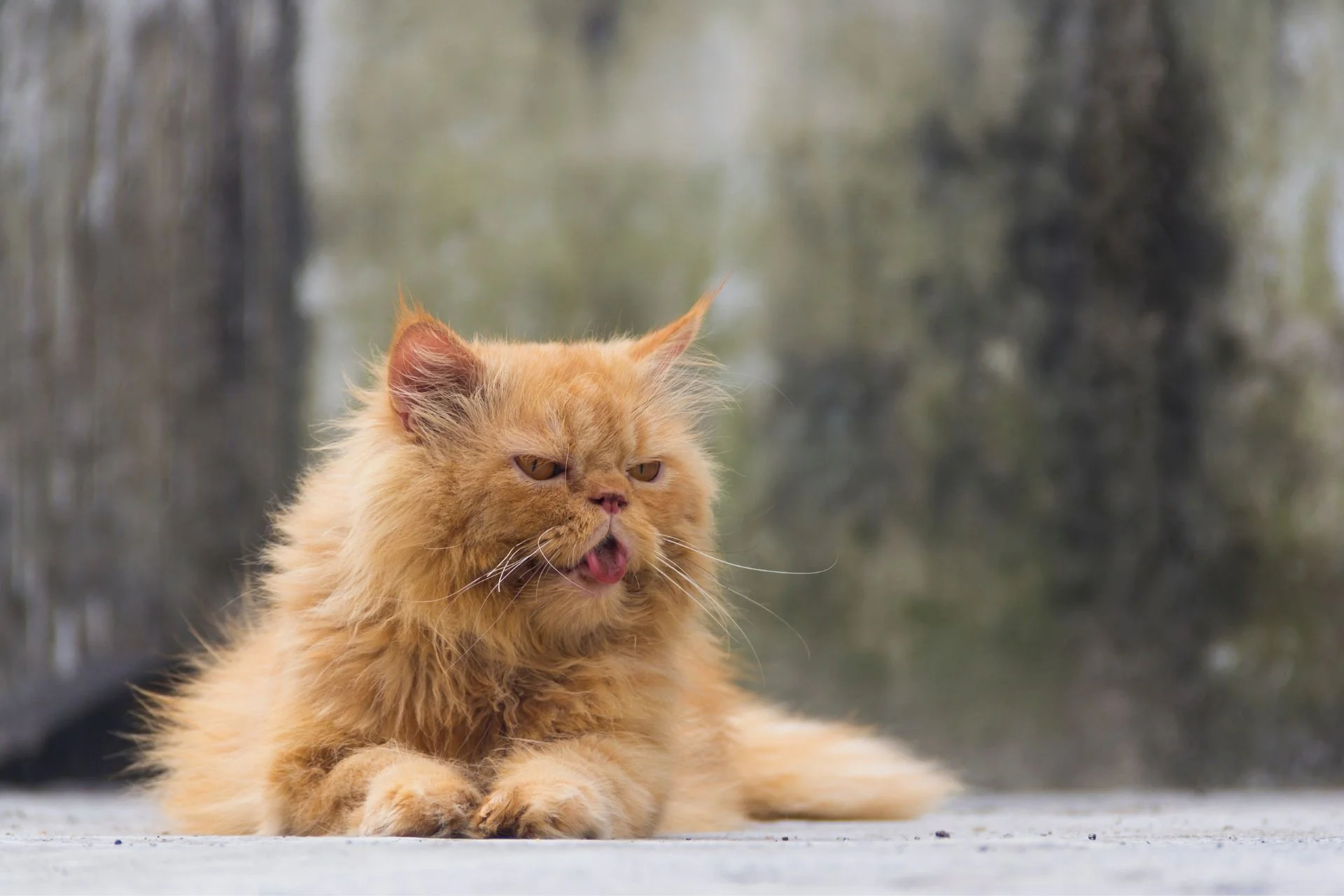 Caring for Senior Cats: Tips and Advice
