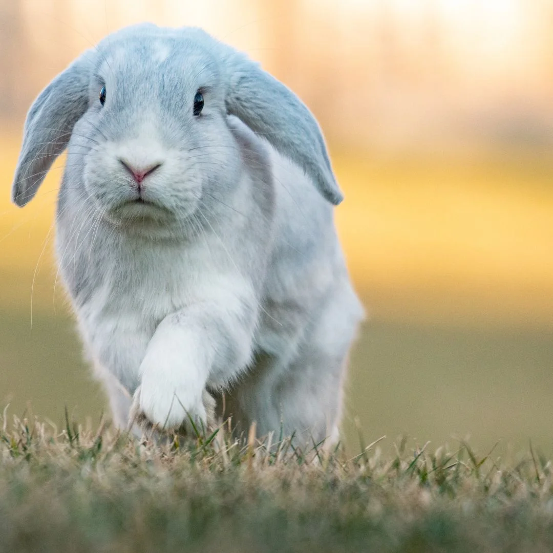 Holland Lop