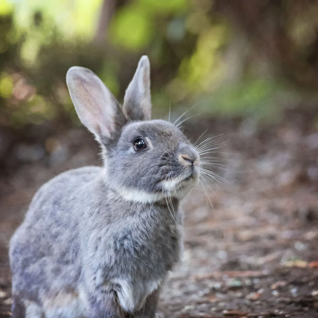 Mini Rex