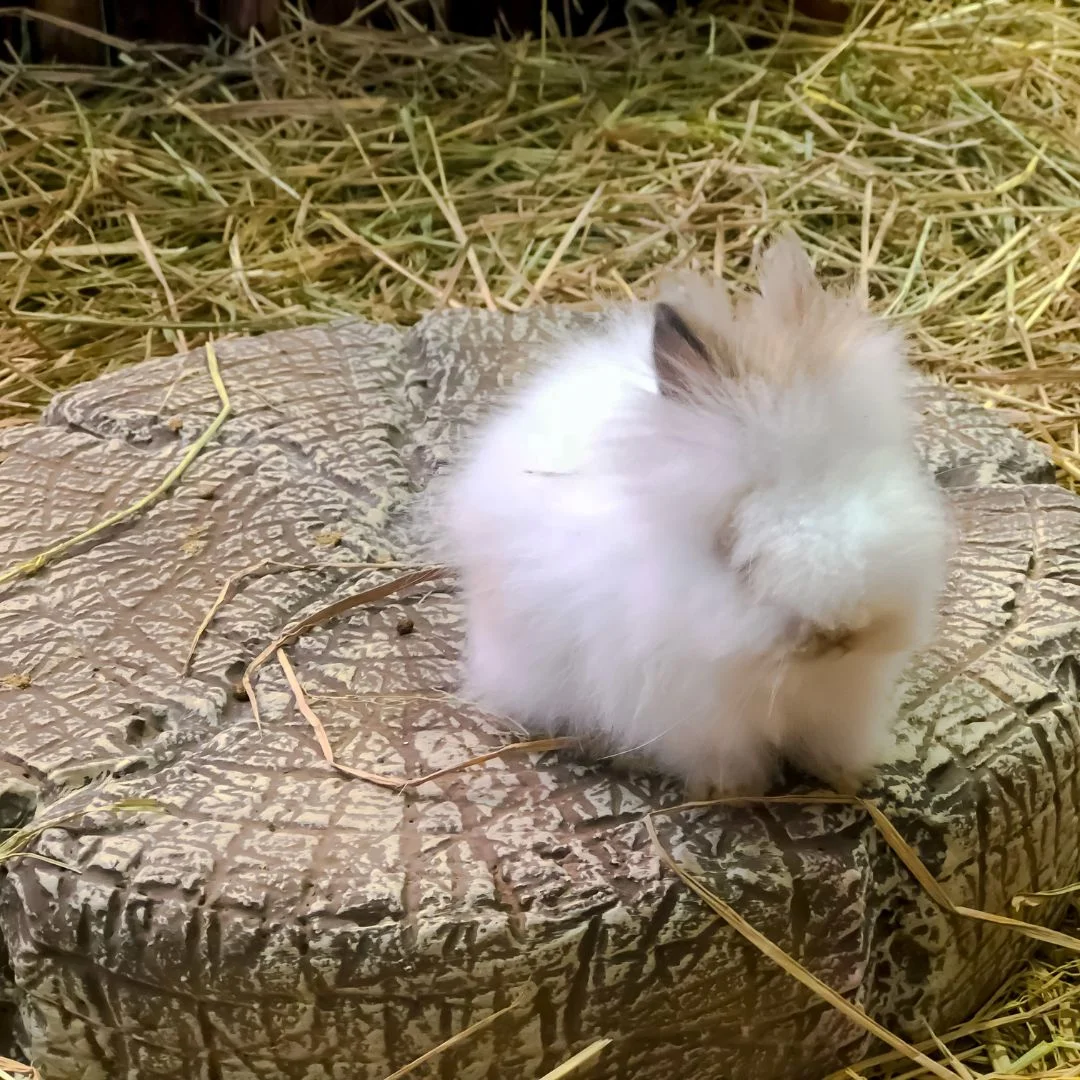 Lionhead