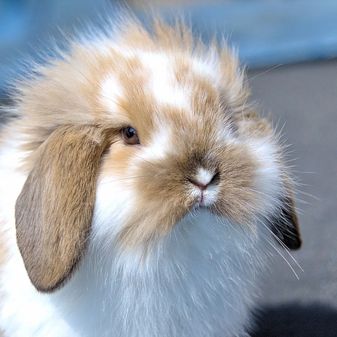 Miniature Lion Lop