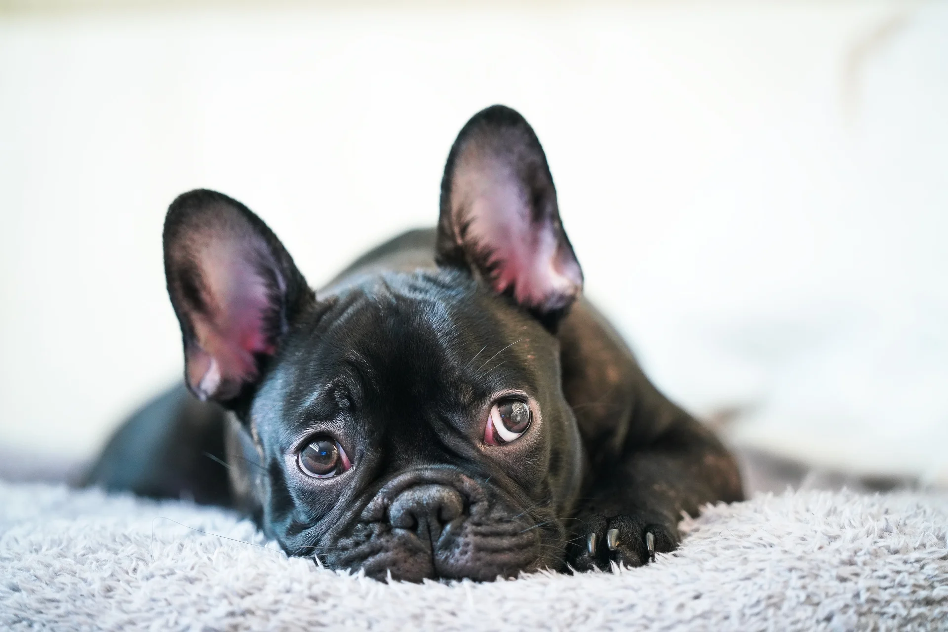 5 señales de que tu perro está aburrido en casa (y qué hacer)