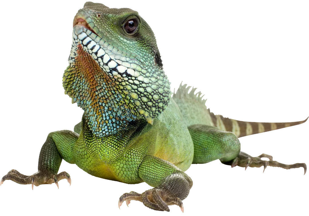 Water dragon