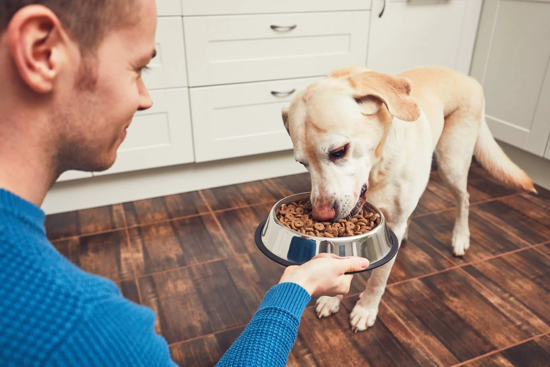 Healthy food choices for dogs: a complete guide