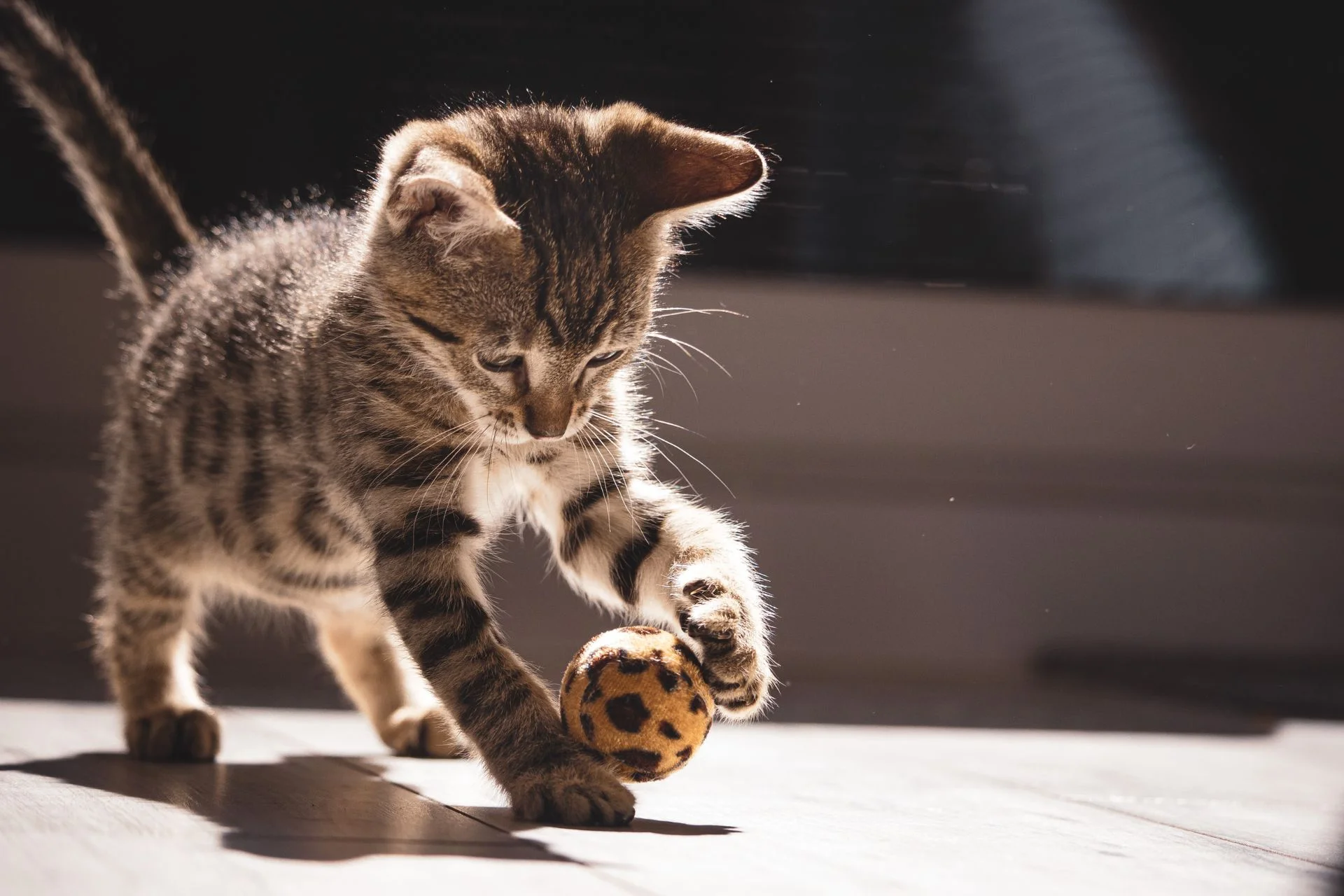 Cat Adoption: Everything You Need to Know