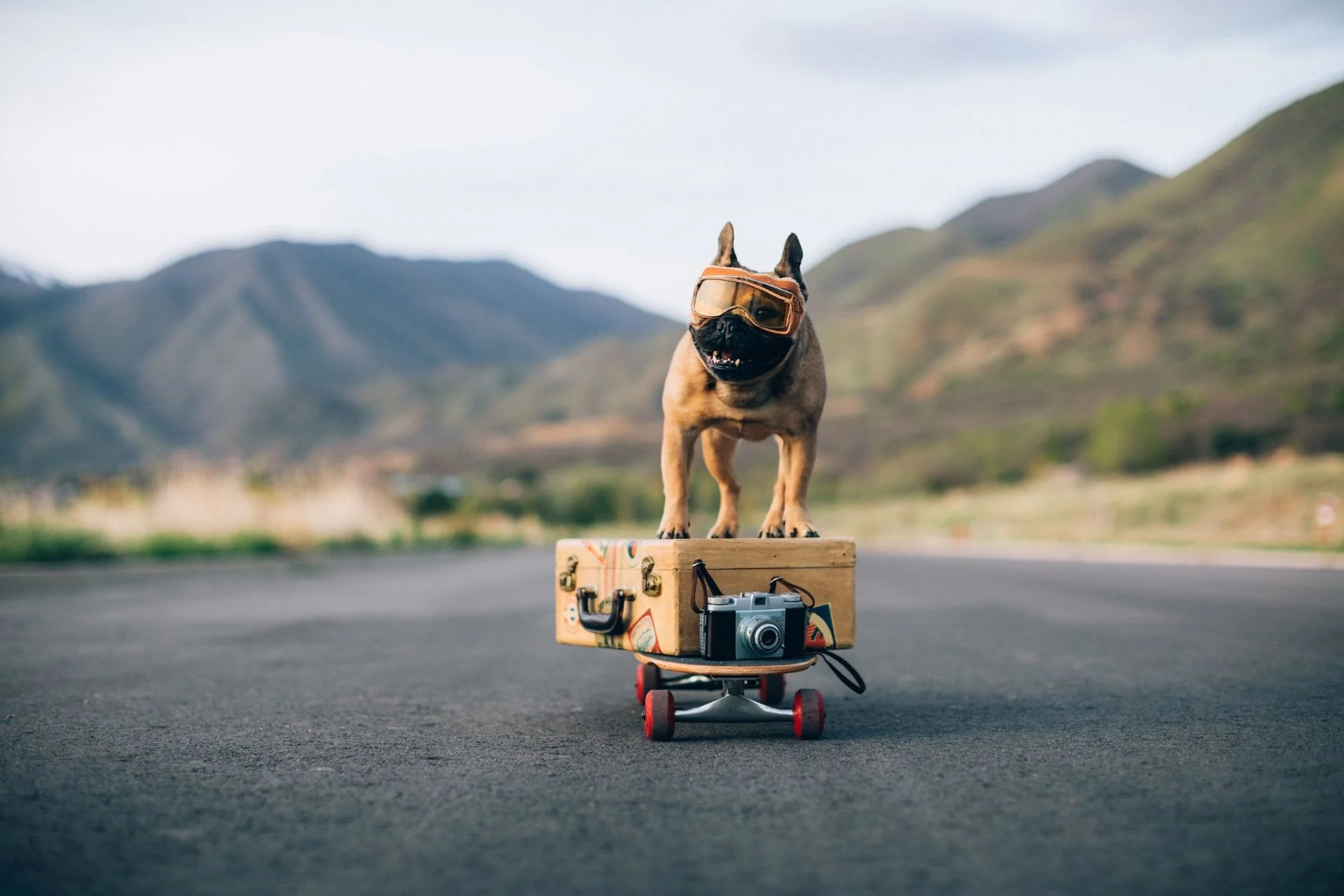 Pet photography guide: Tips for capturing your pets