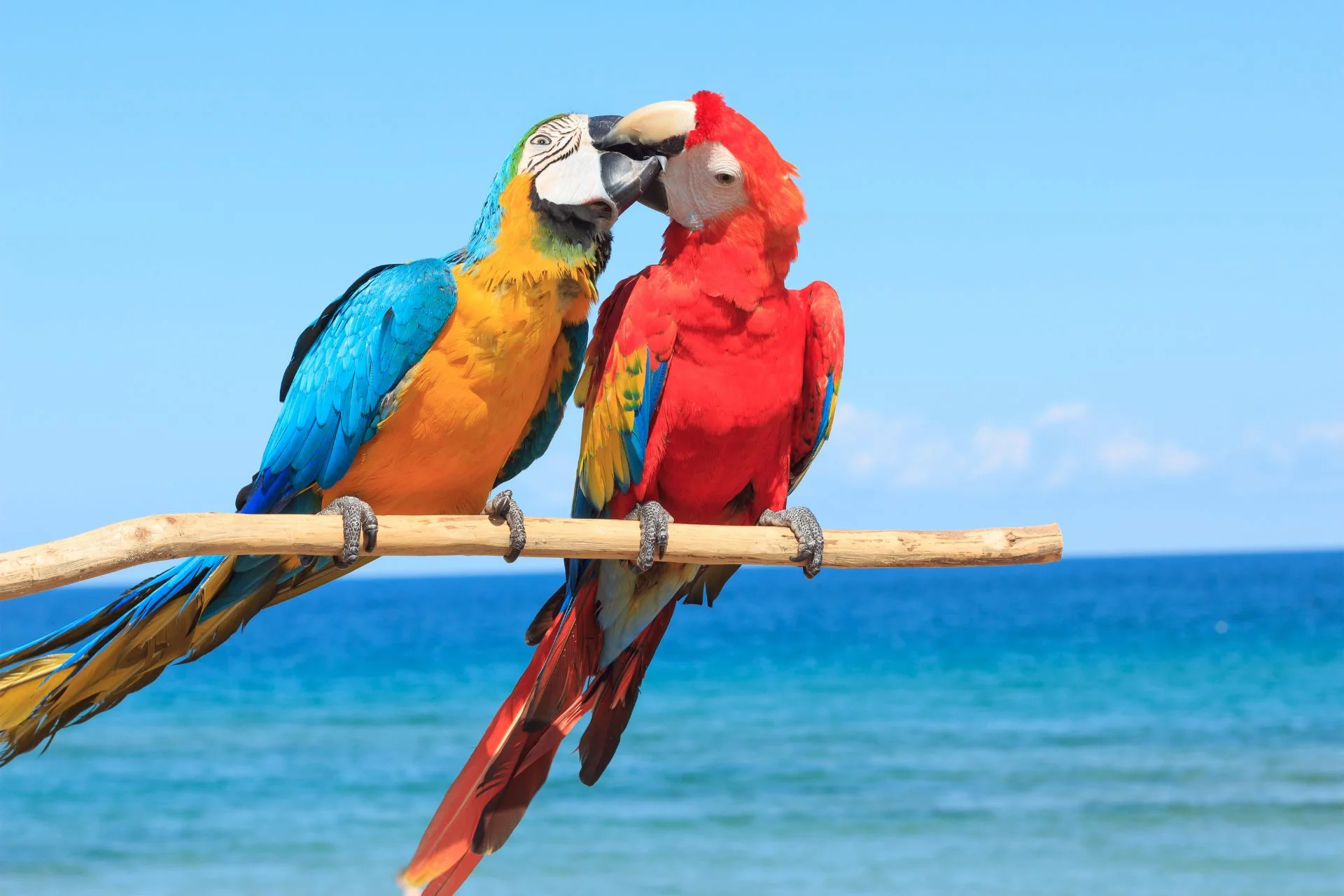 Parrot care: Guide to raising a happy and healthy bird