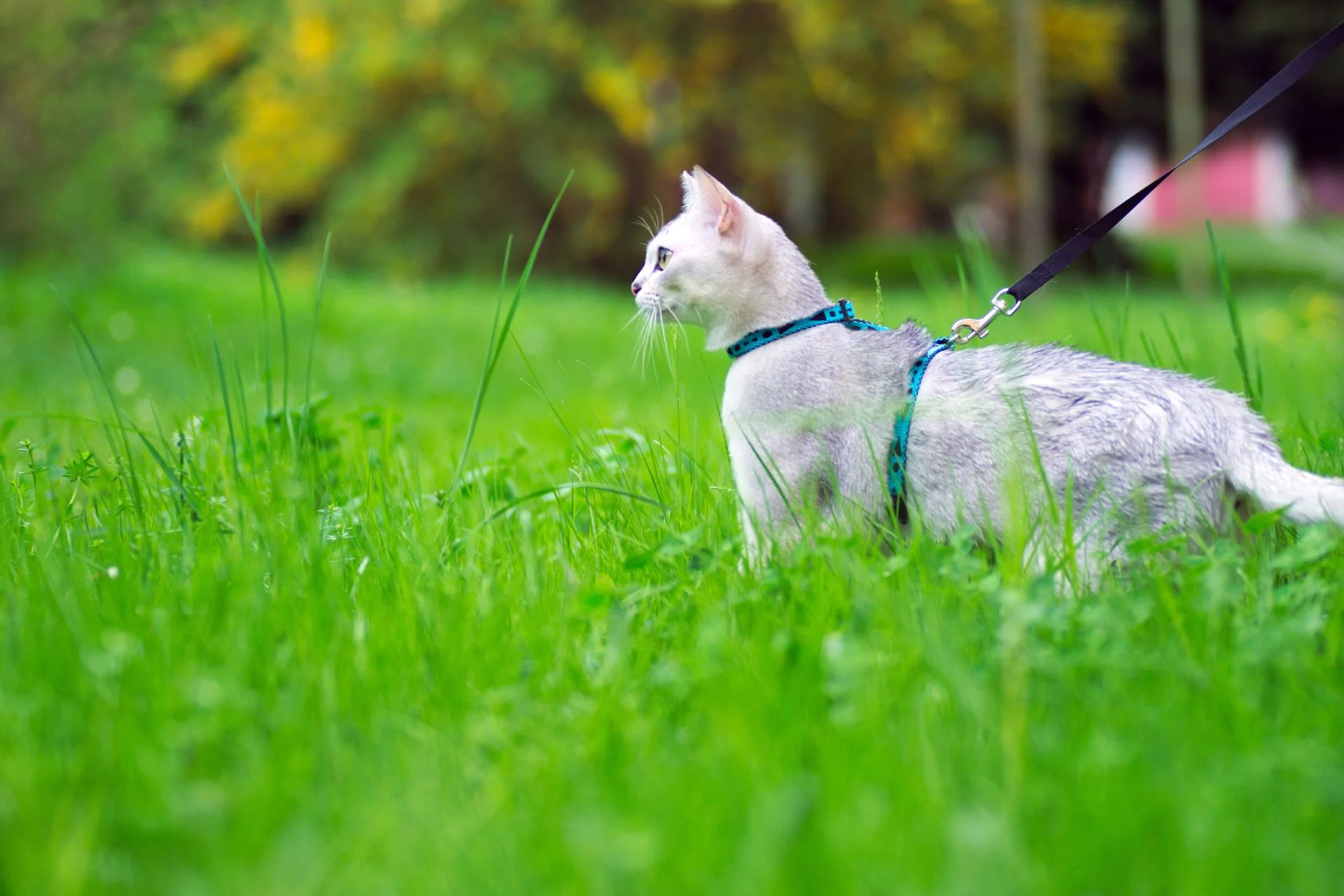How to Leash Train Your Cat: Complete Guide for Pet Parents