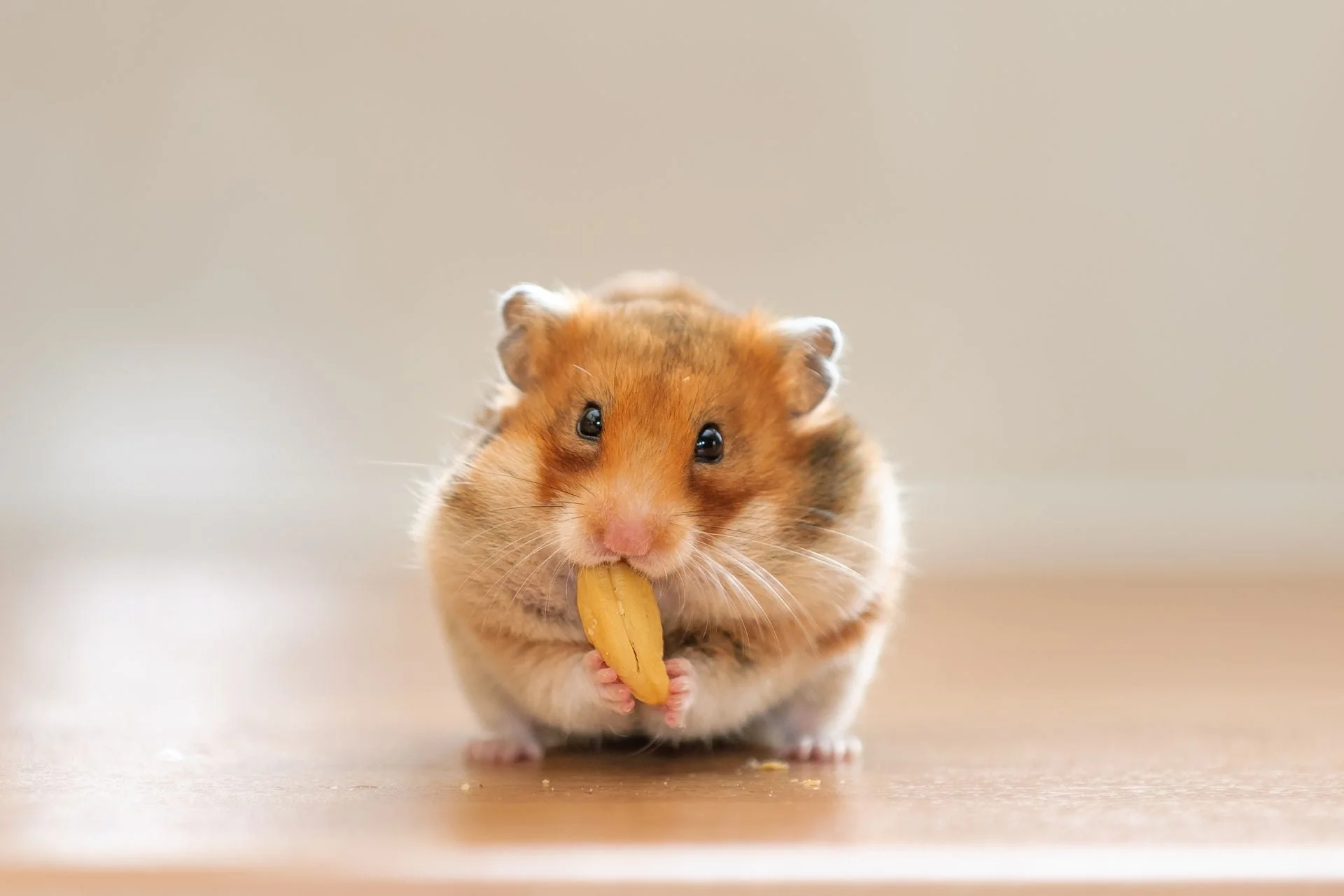 What can hamsters eat: complete hamster diet guide