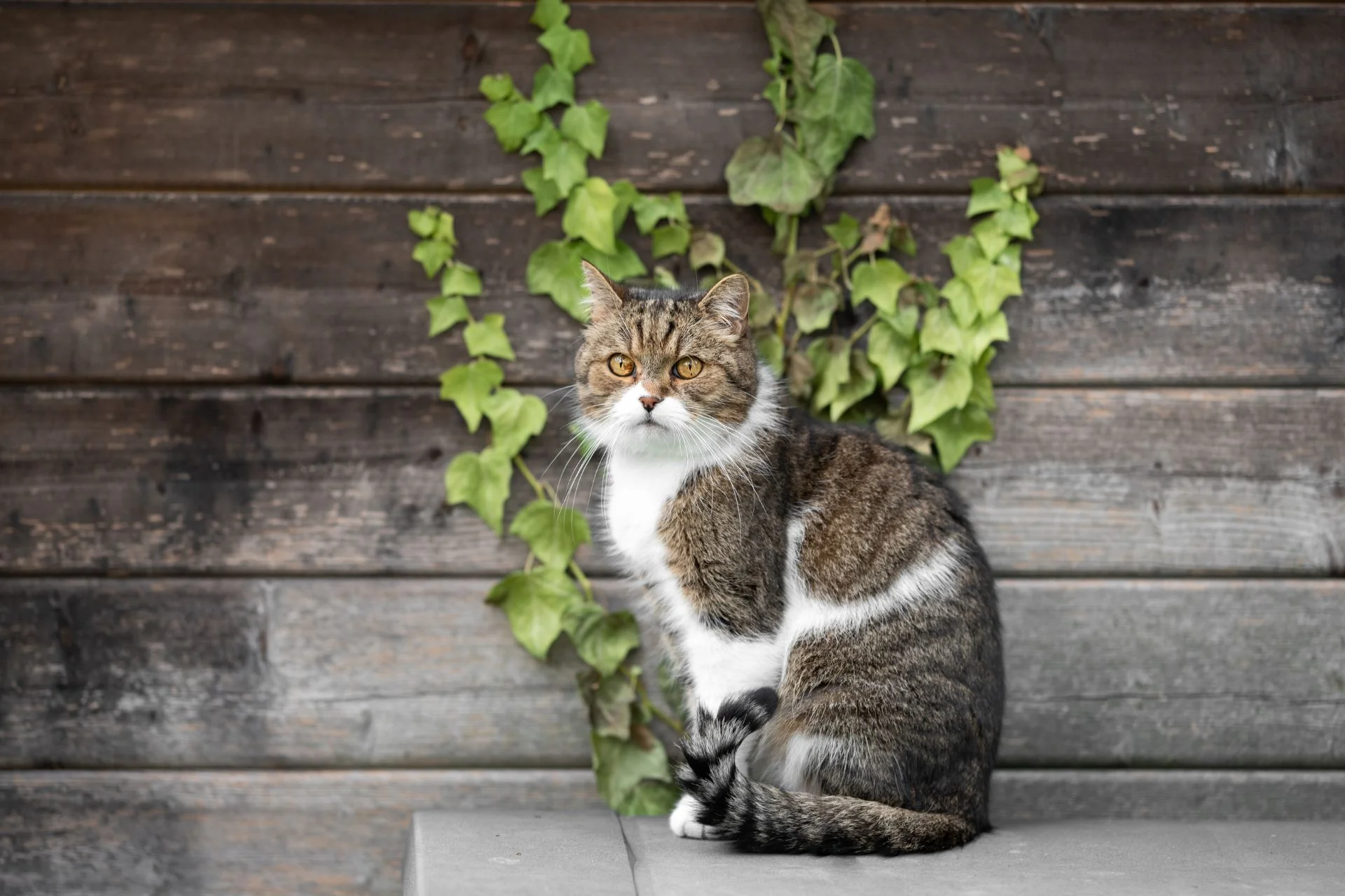 Best Natural Remedies for Cat Health: Owner & Sitter Guide