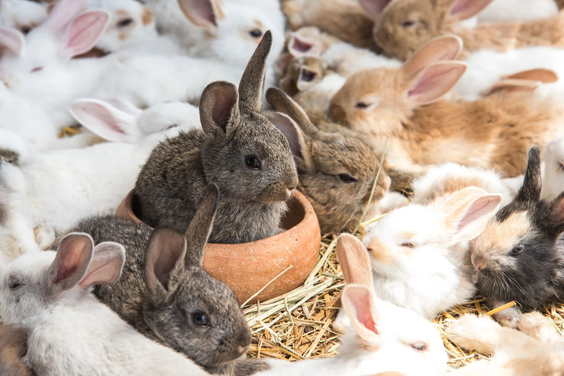 8 Best Rabbit Breeds for Pet Sitting: Easy-Care Bunnies