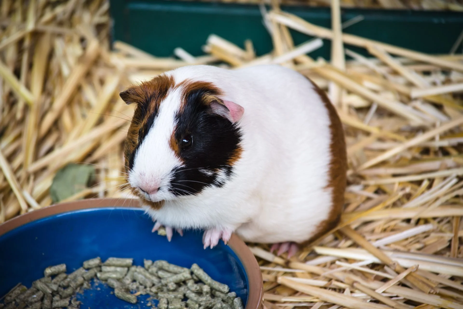 How Much Pellets to Feed Guinea Pigs