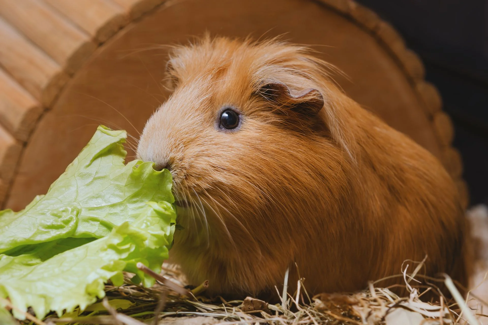 18 Best Vegetables for Guinea Pigs