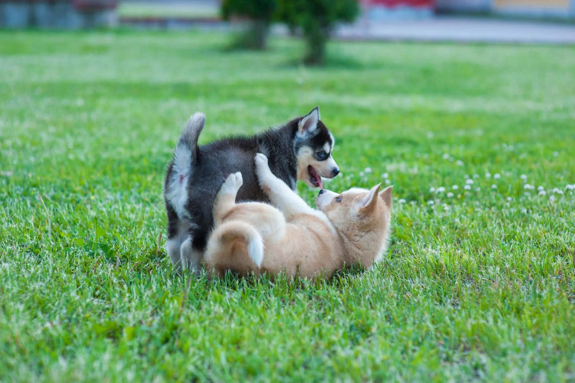 Socializing your puppy: how to raise a confident, happy dog