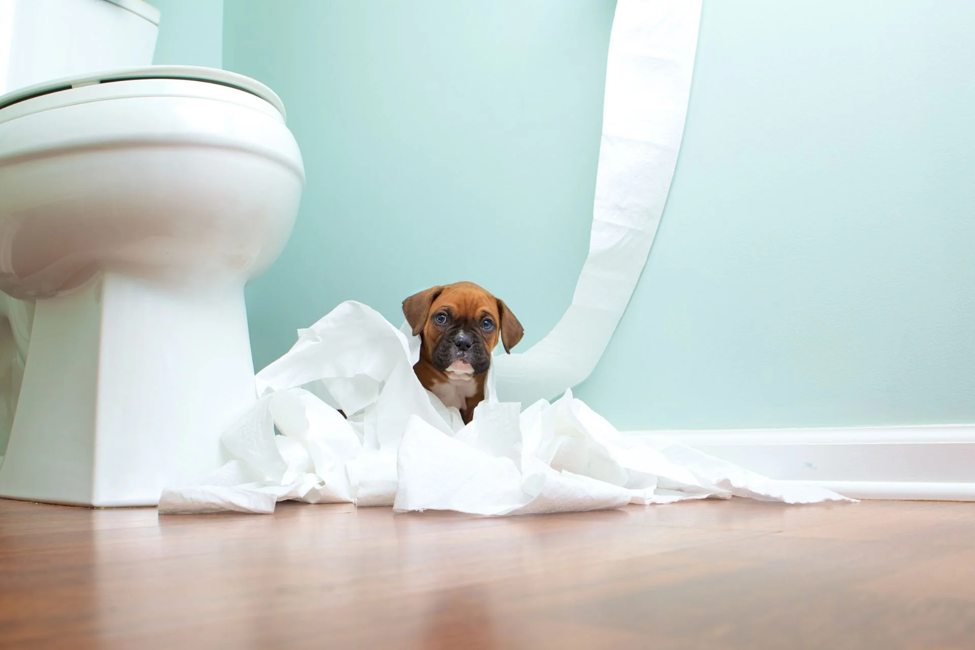 Puppy Potty Training: Maintaining Consistency with Multiple Caregivers