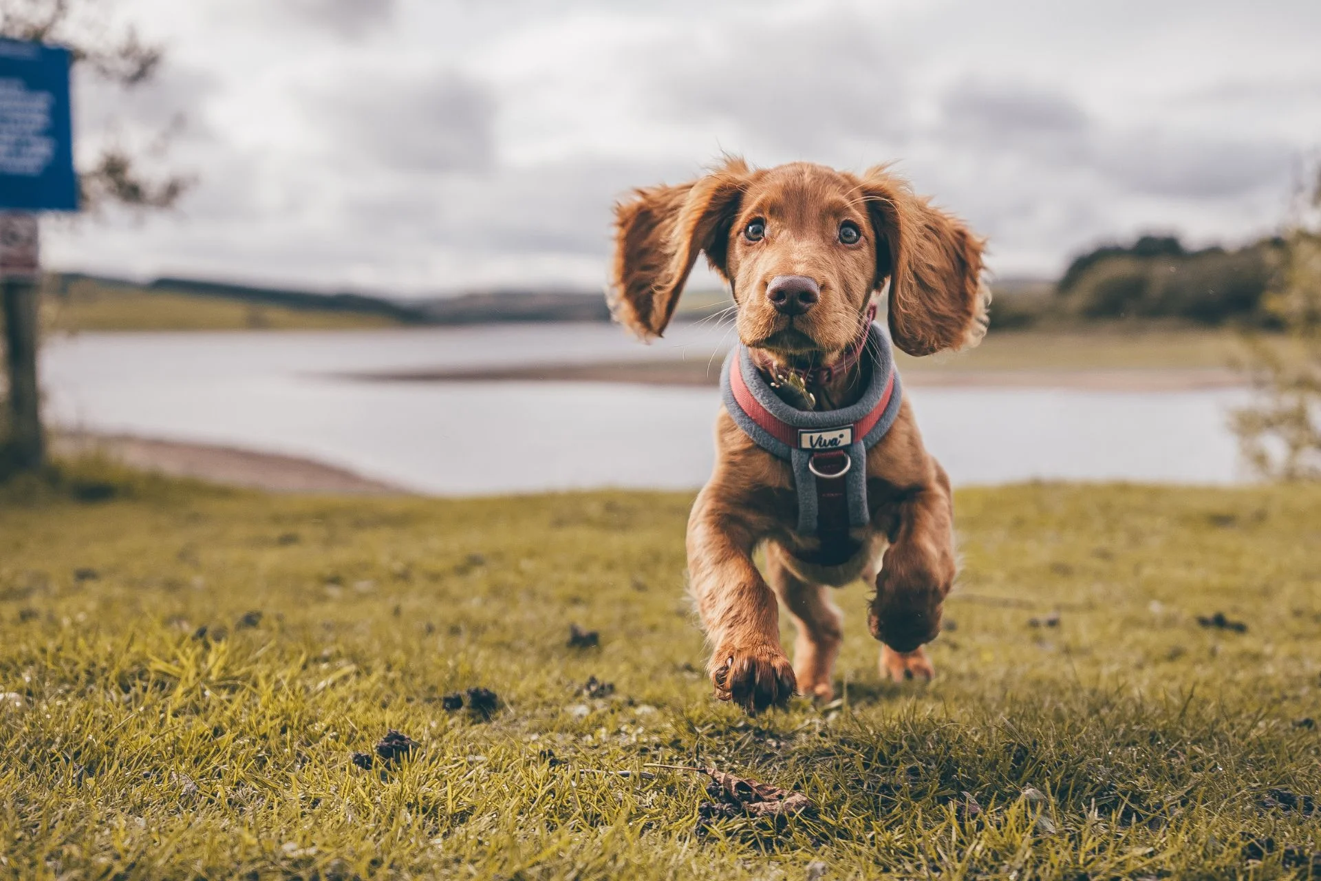 8 Puppy Exercise Tips and Precautions