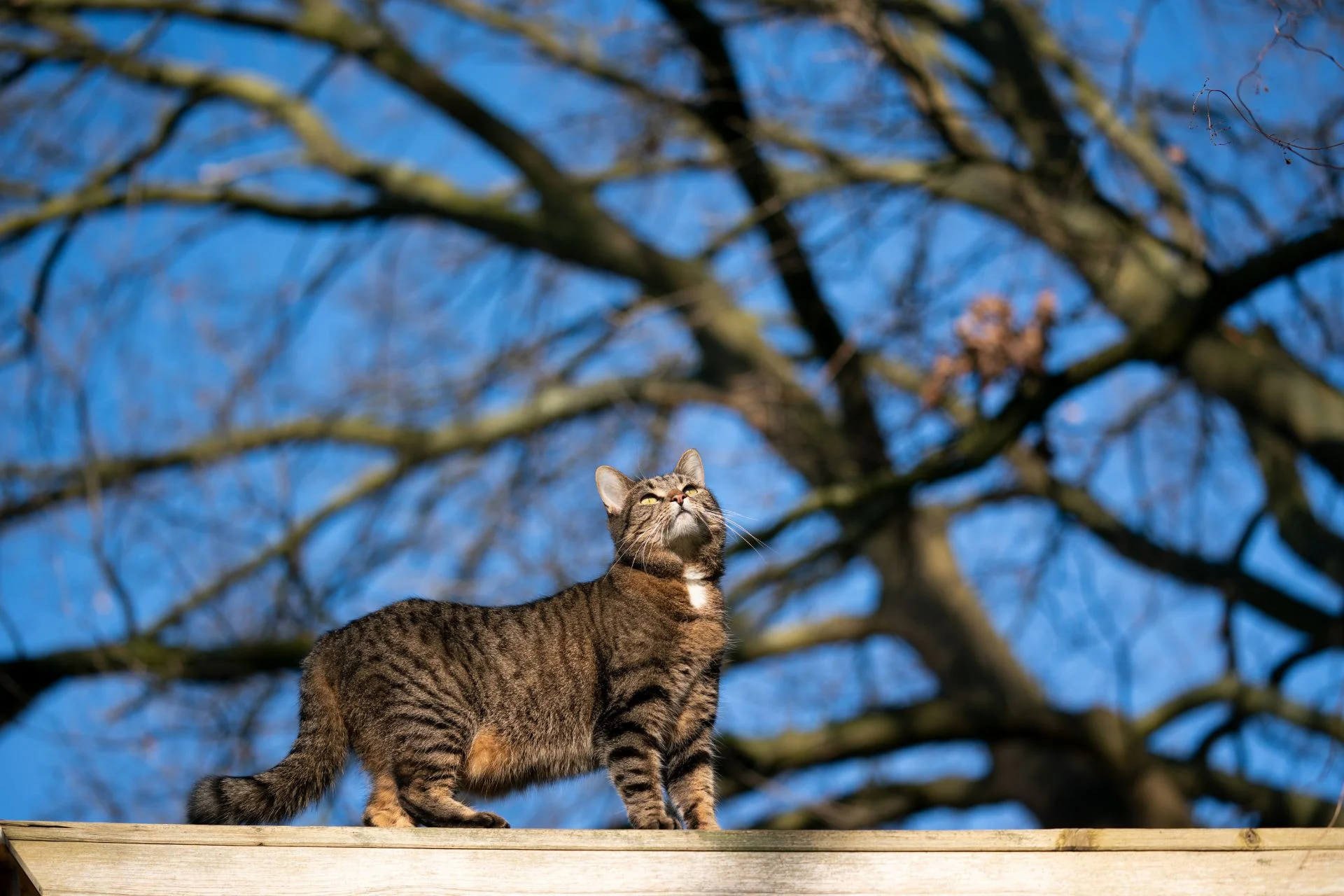Everything You Need to Know About Adopting an Outdoor Cat
