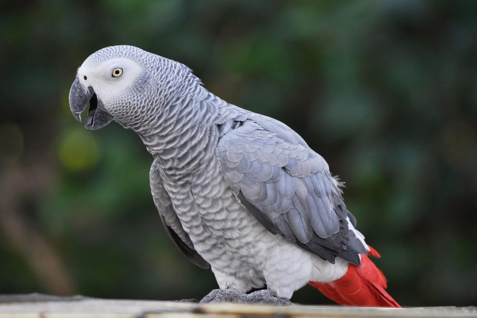 The Complete Guide to African Grey Parrot Care