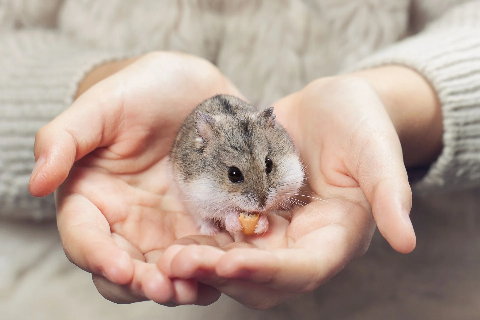 How to grow a pet business fast with Petme