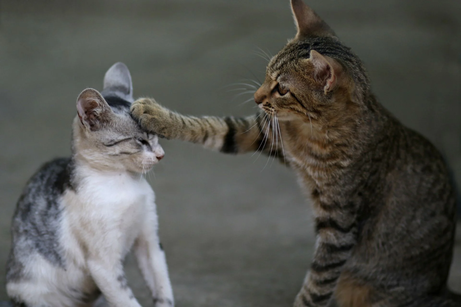 How to help a constipated cat: symptoms, causes, and remedies