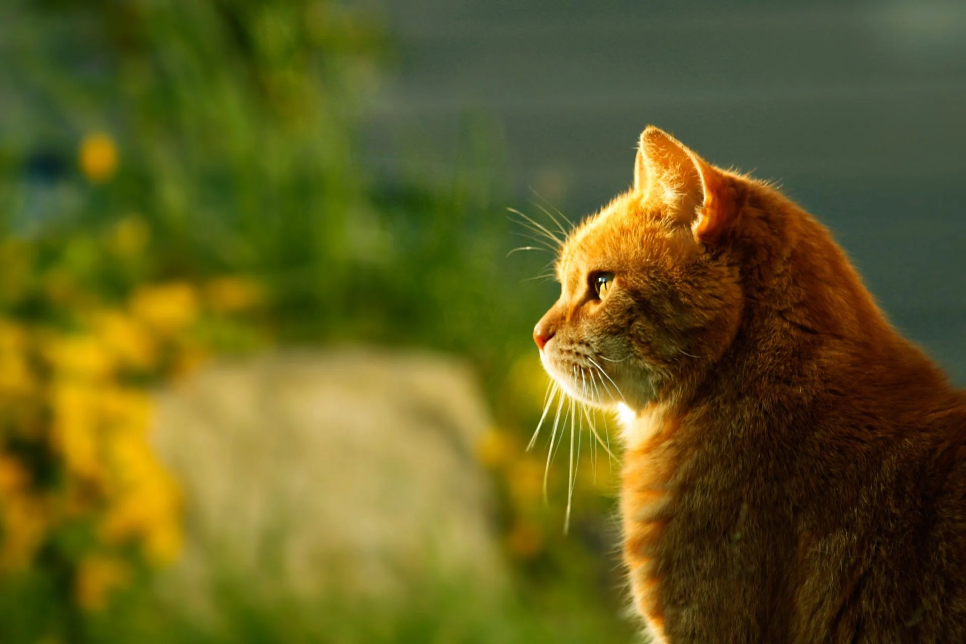 Home remedies for cat constipation: easy natural tips