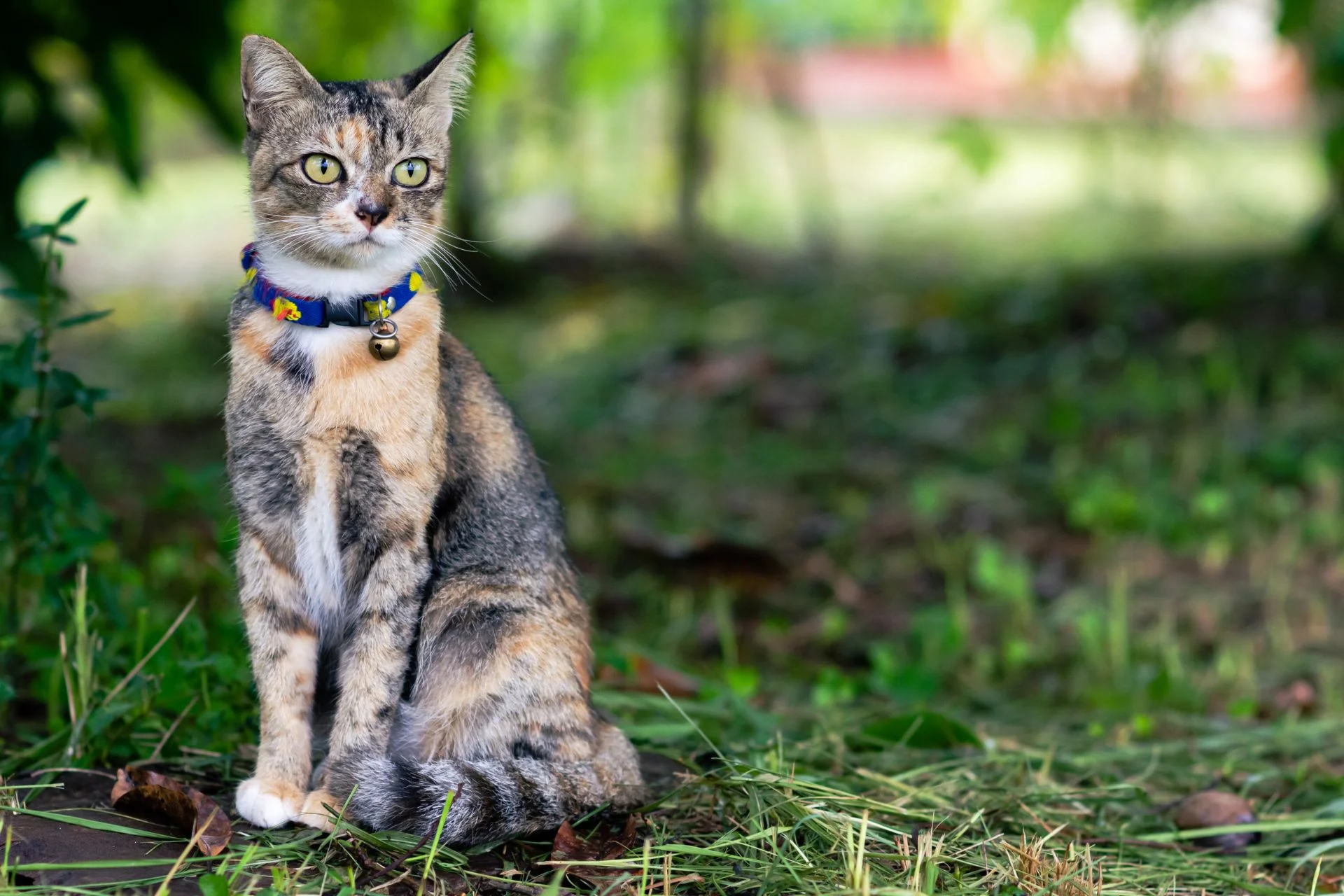 How to Keep Outdoor Cats Safe