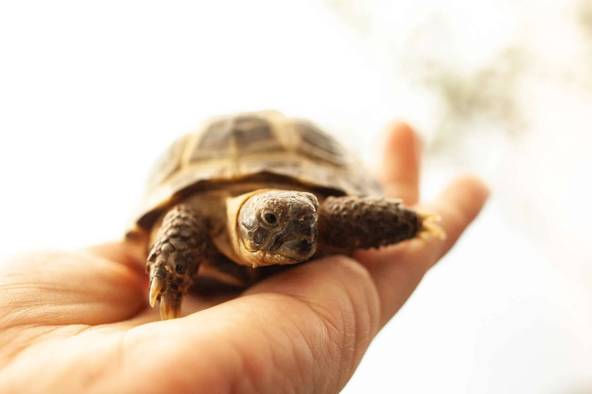 DIY tortoise toy ideas: fun, easy homemade toys