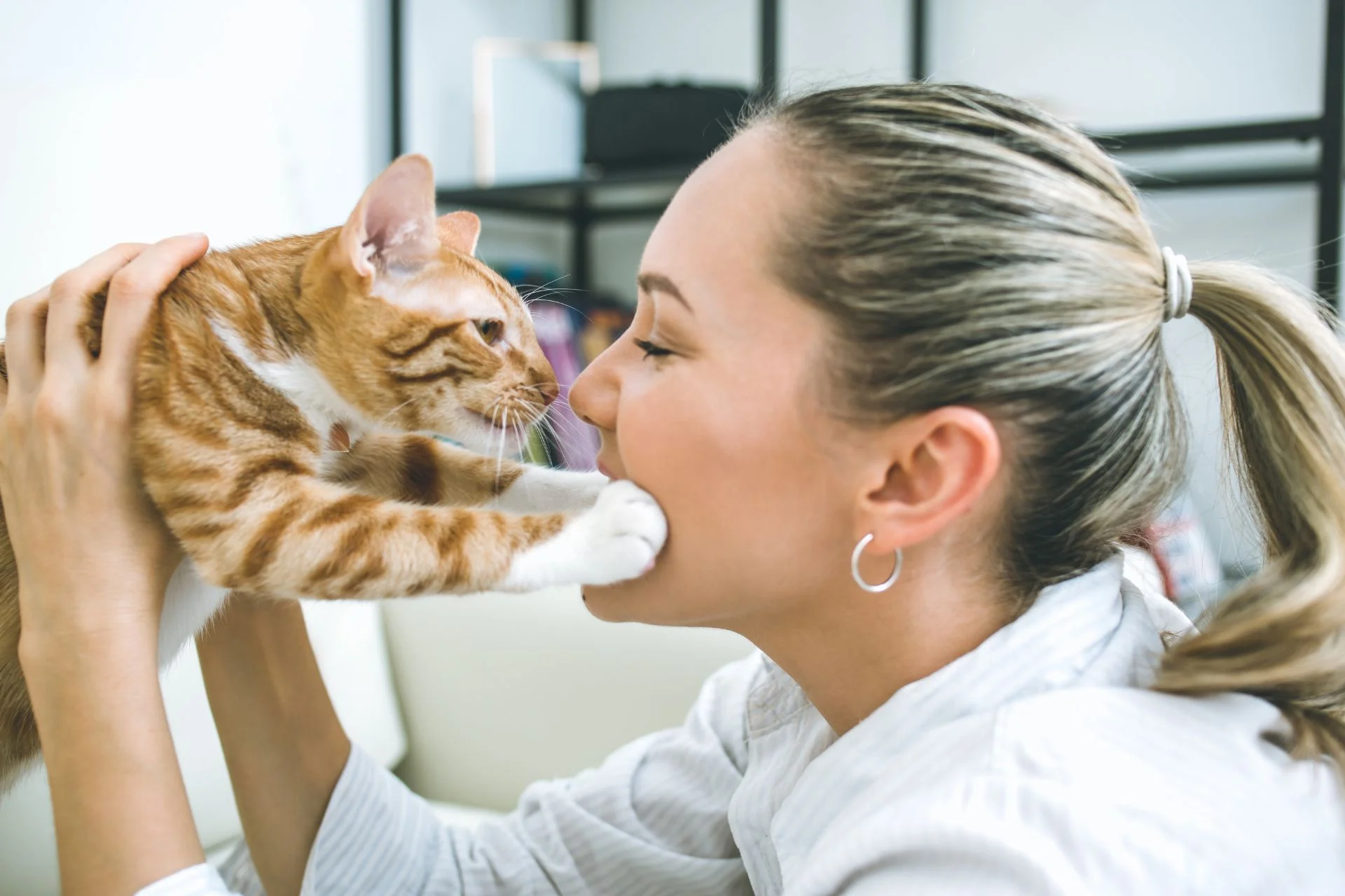 12 Tips for Bringing Home a Rescue Cat