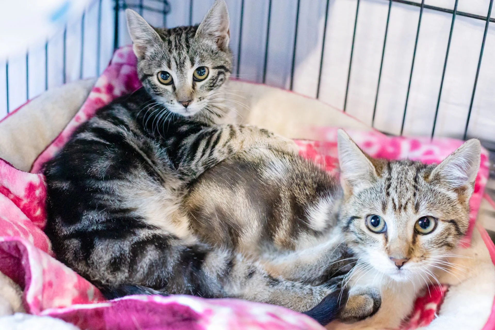 Cat Rescue vs. Animal Control