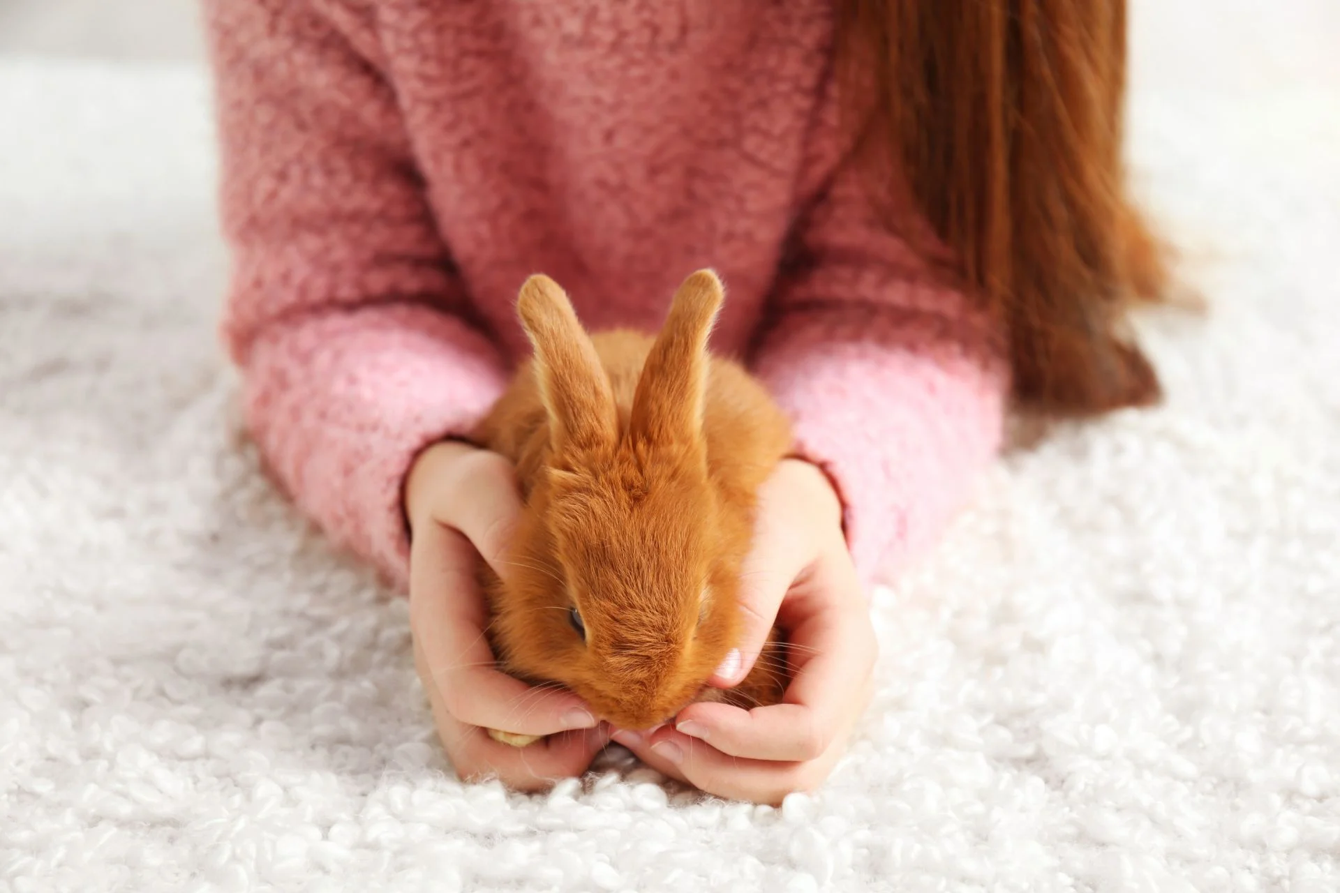 The 5 Best Small Rabbit Breeds