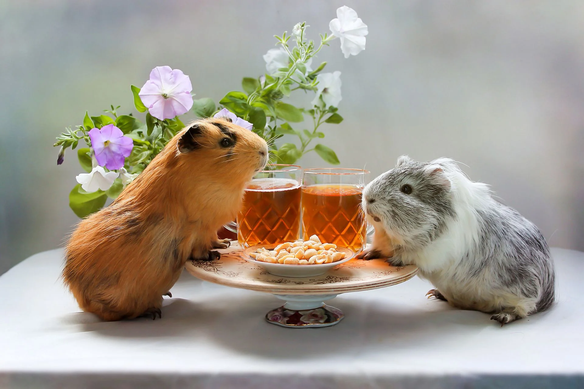 Easiest homemade guinea pig treats: safe & simple recipes