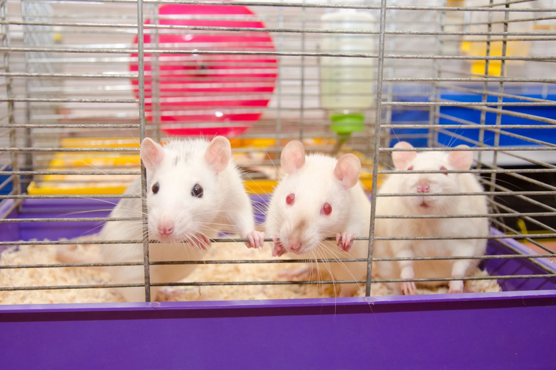 What is a good bio for a dog sitter? Your guide to stand out