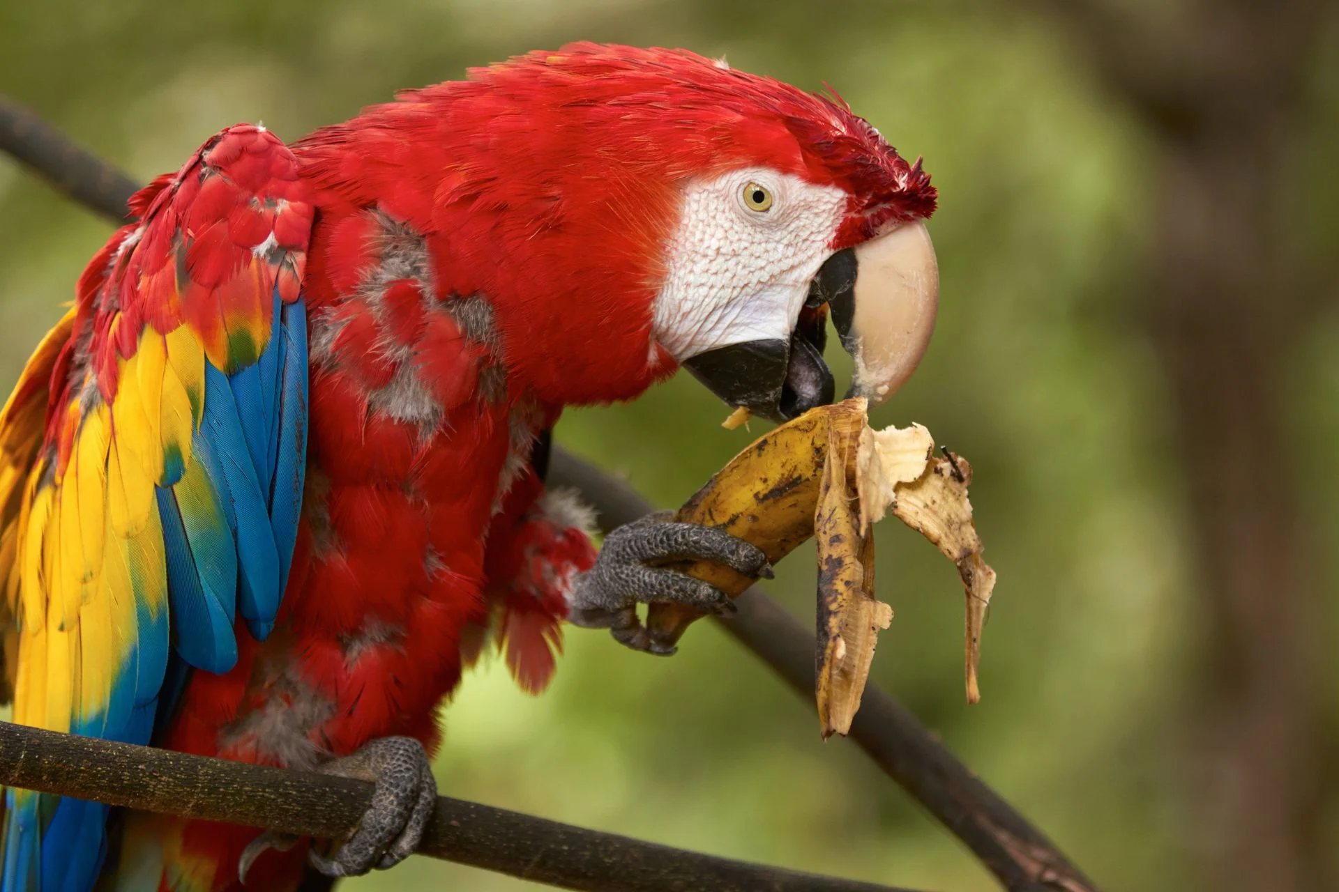 The Best Parrot Nutrition Tips