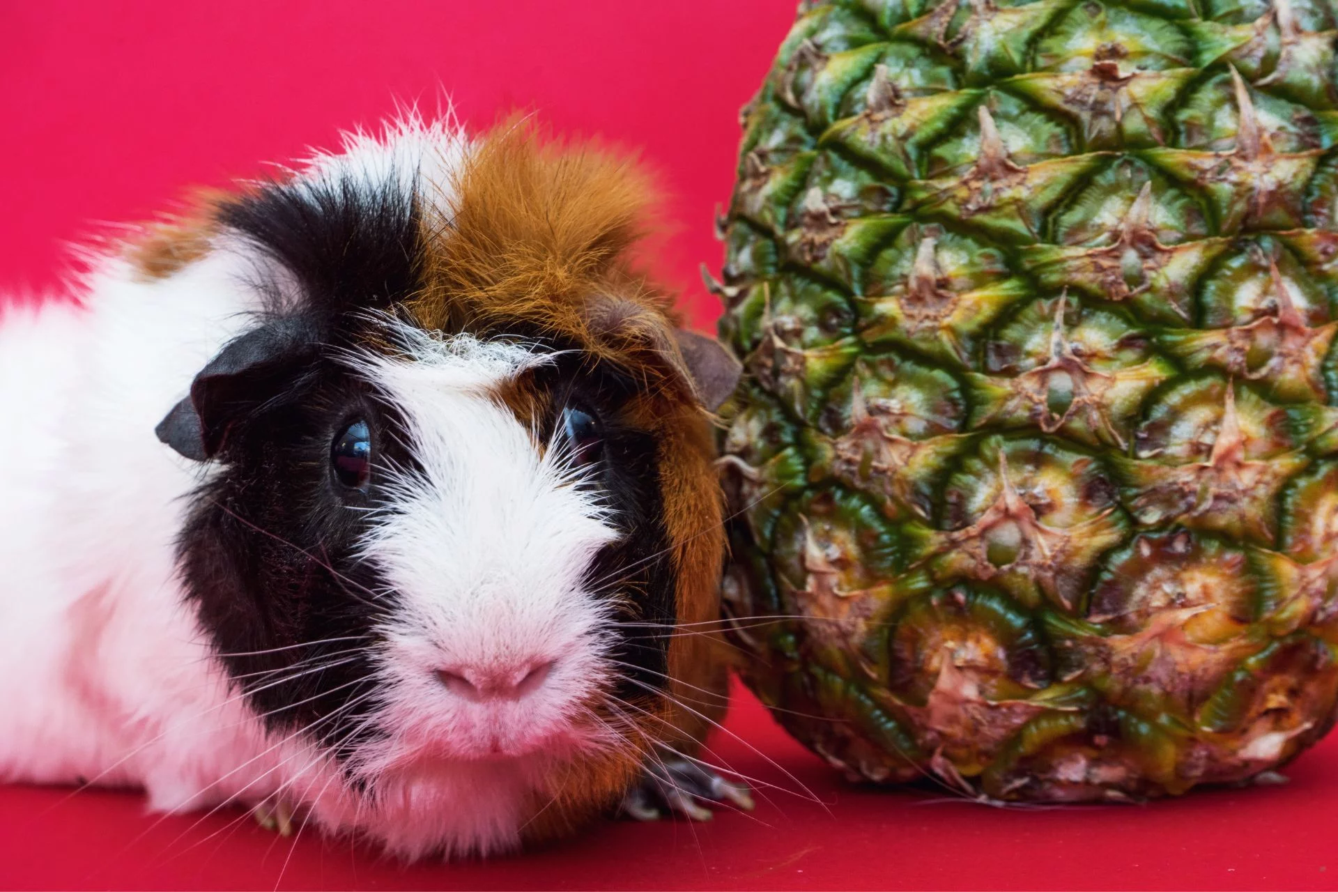 What fruits can guinea pigs eat? Safe options for your pet