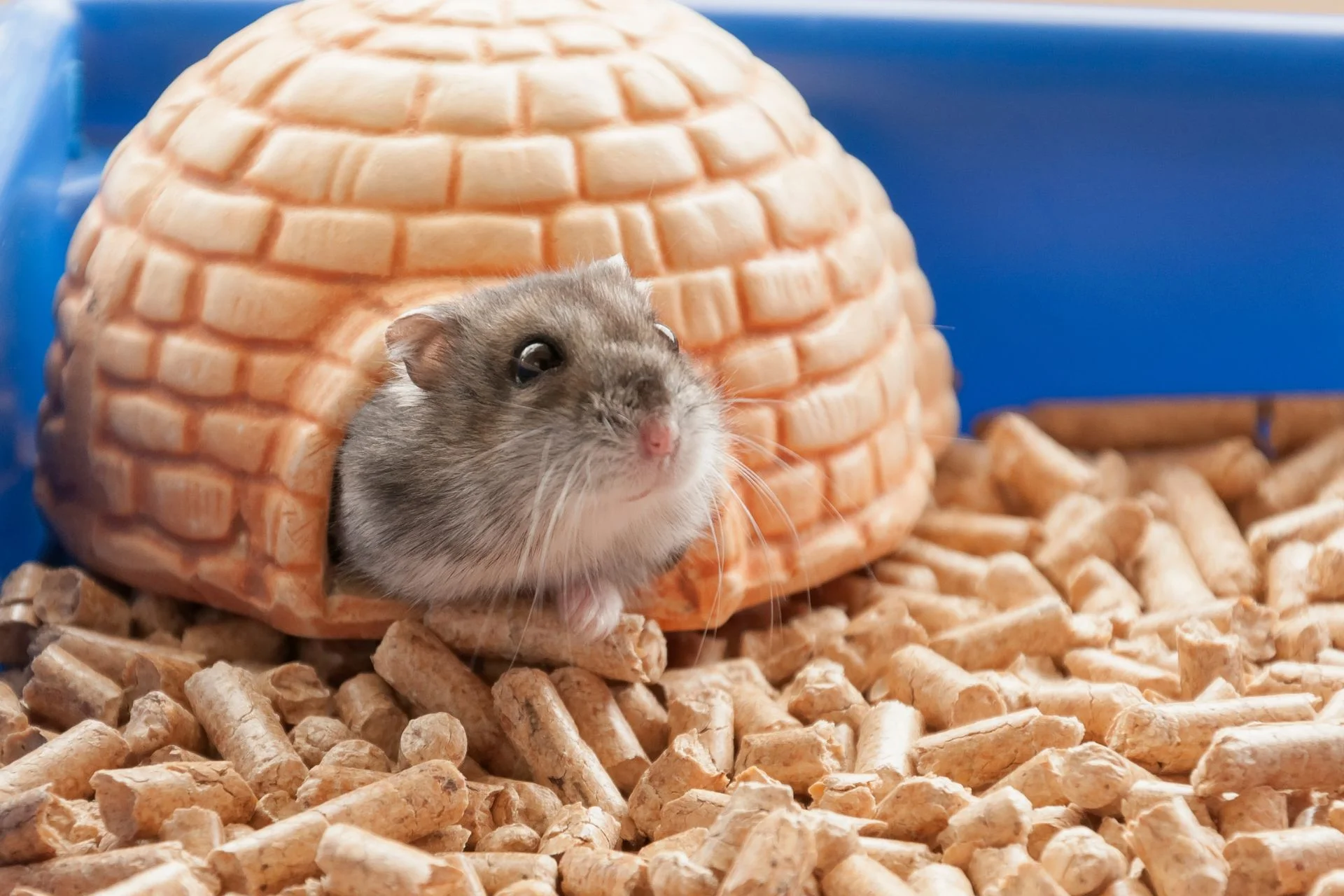 Preparing your home for a pet sitter: A step-by-step checklist