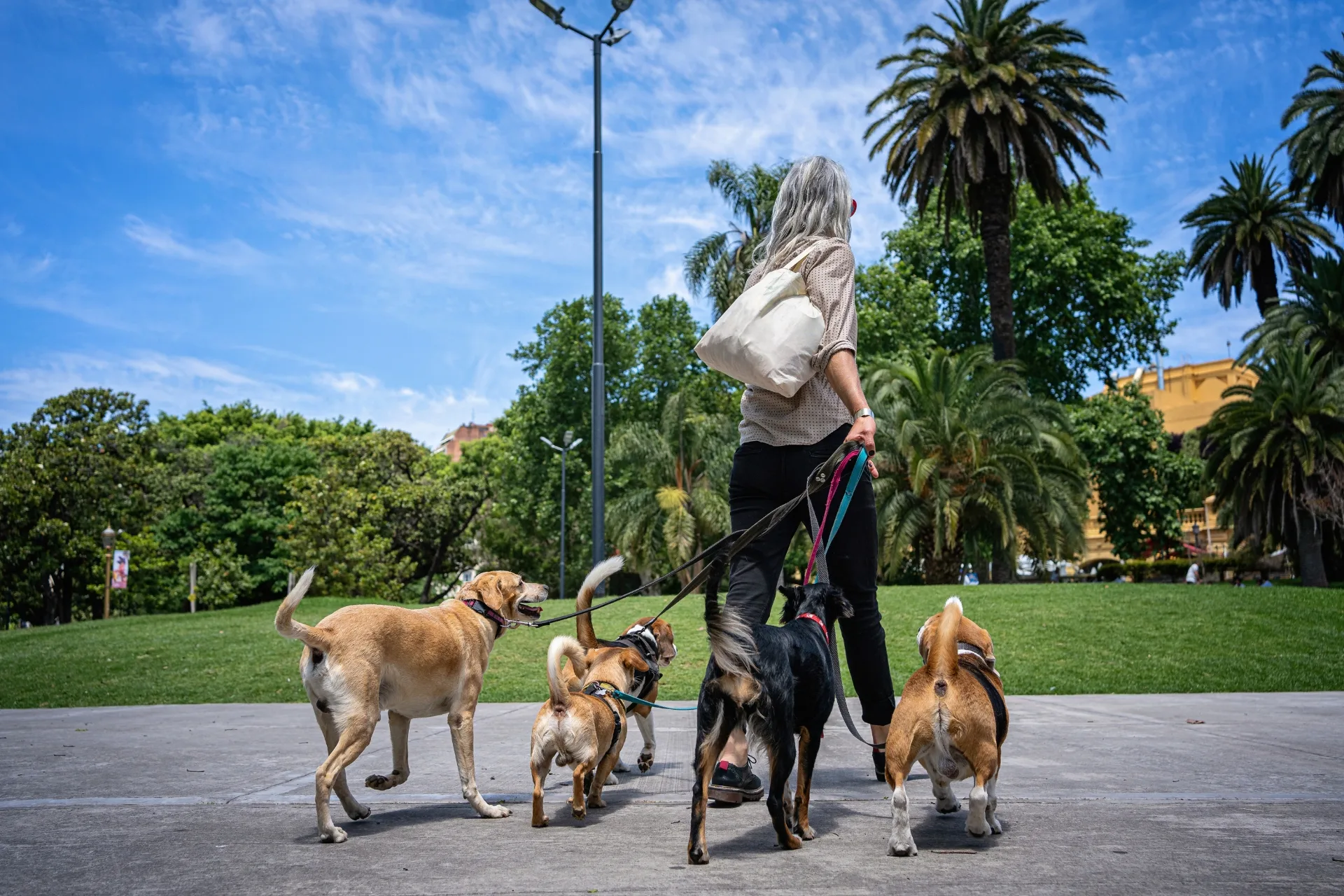 Diventare Pet Sitter in Italia: Guida 2026