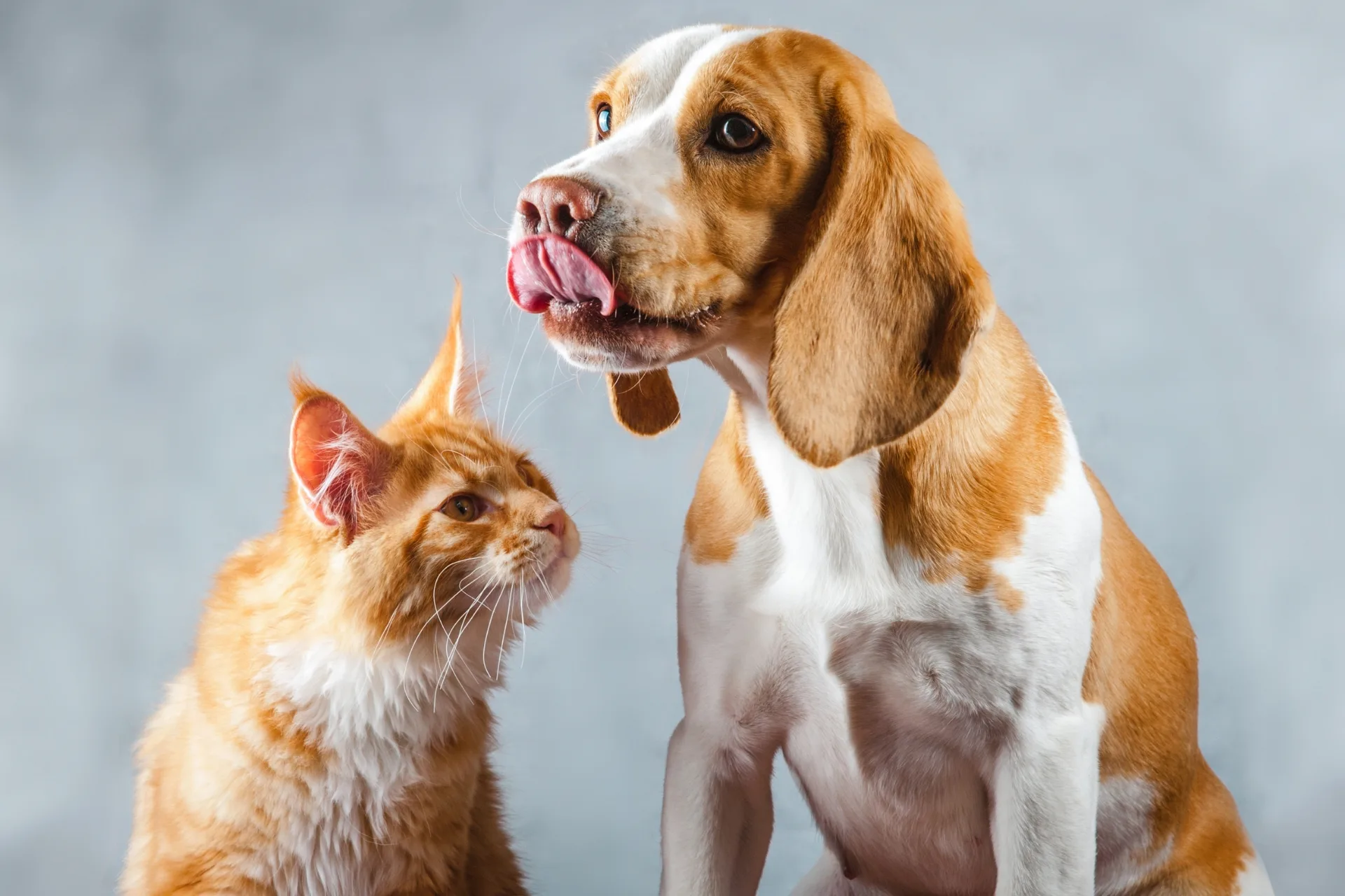 Cat Sitting vs Dog Sitting: Which Job Pays Better?