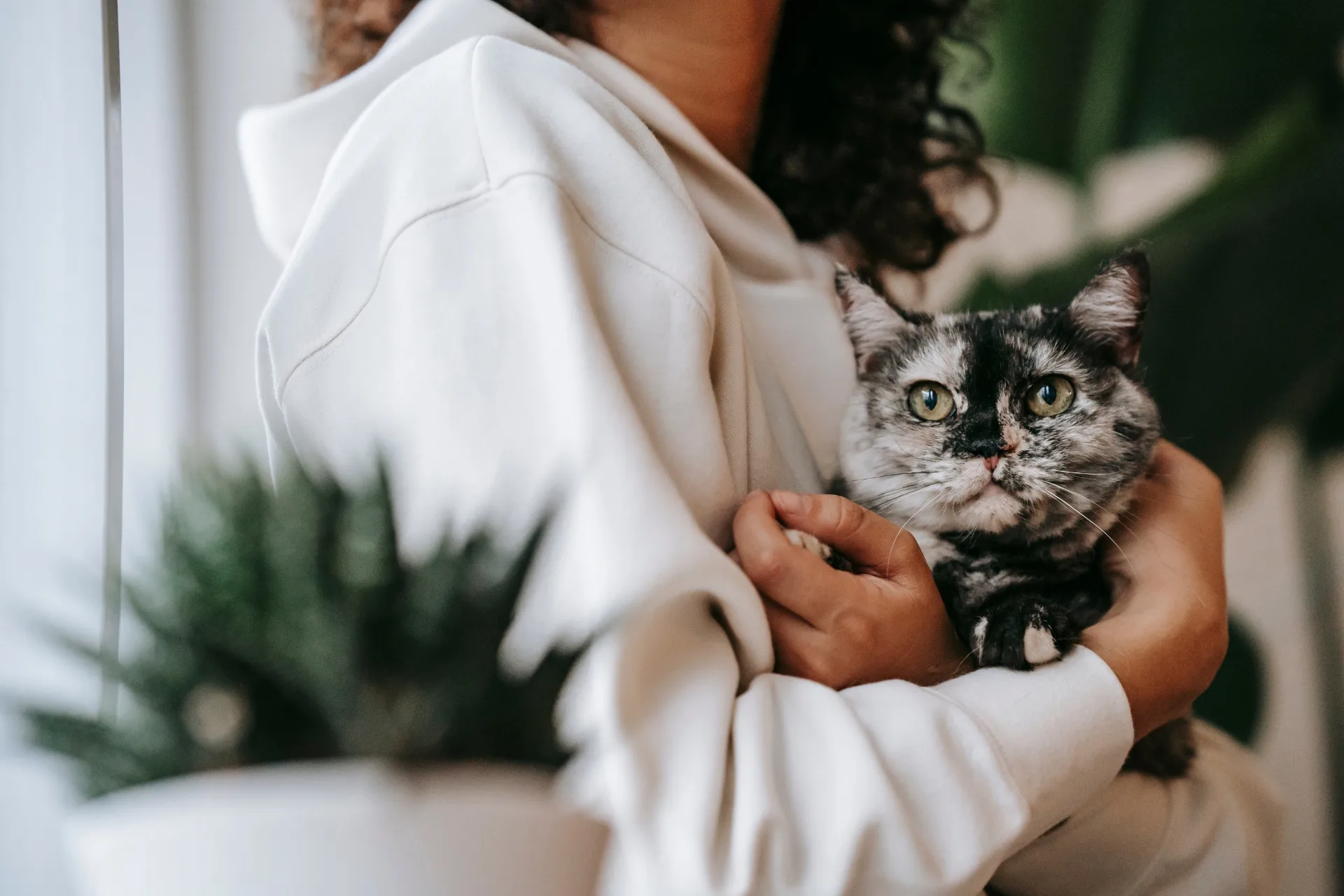 Cat Sitter a Domicilio: Costi 2026 in Italia