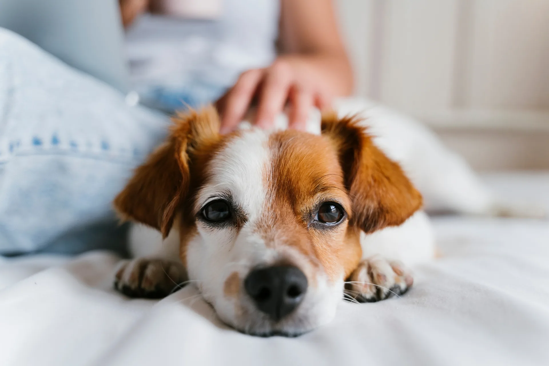 Common Dog Sitting Mistakes to Avoid: Guide