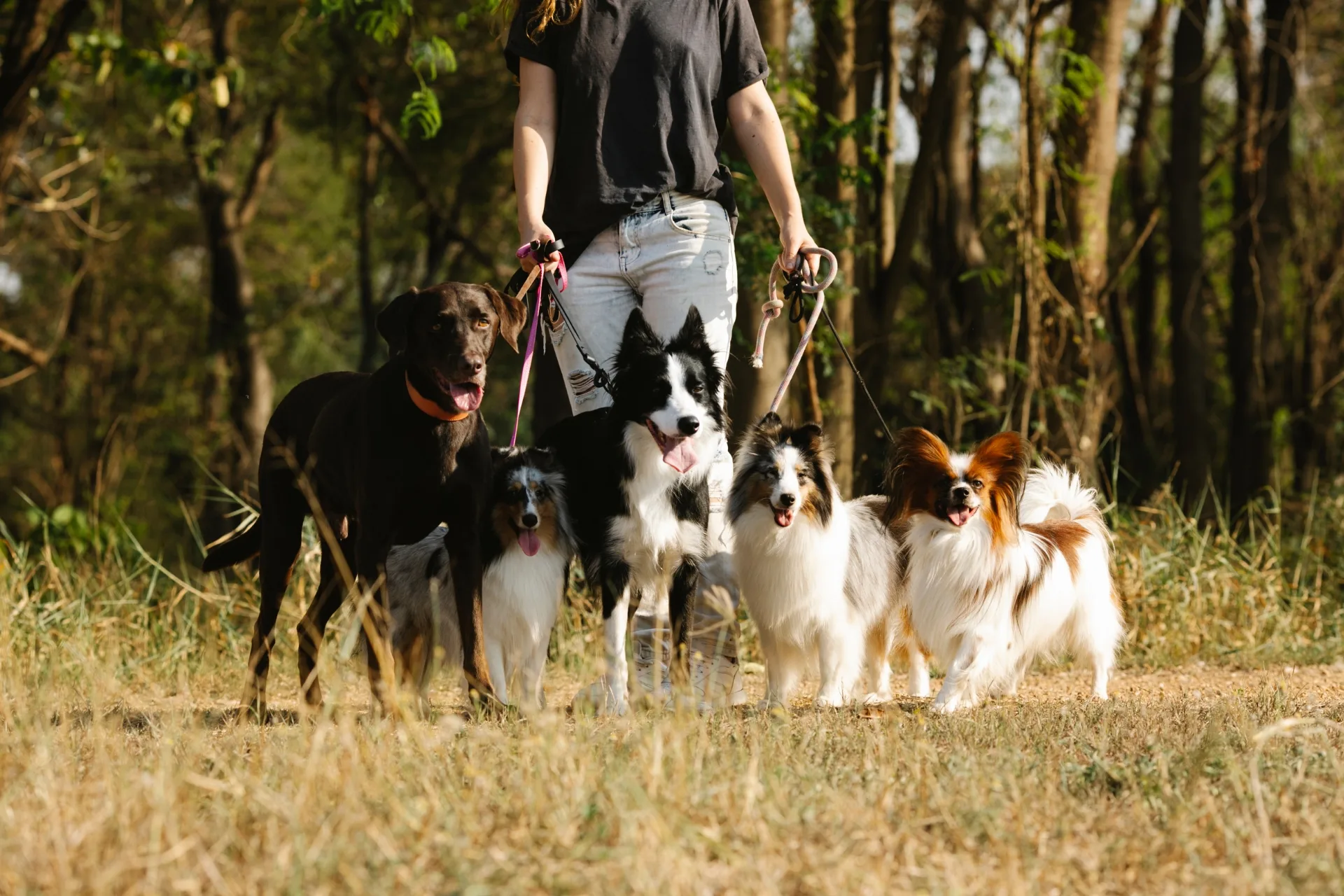 Dog sitting for multiple dogs: Tips for pet sitters