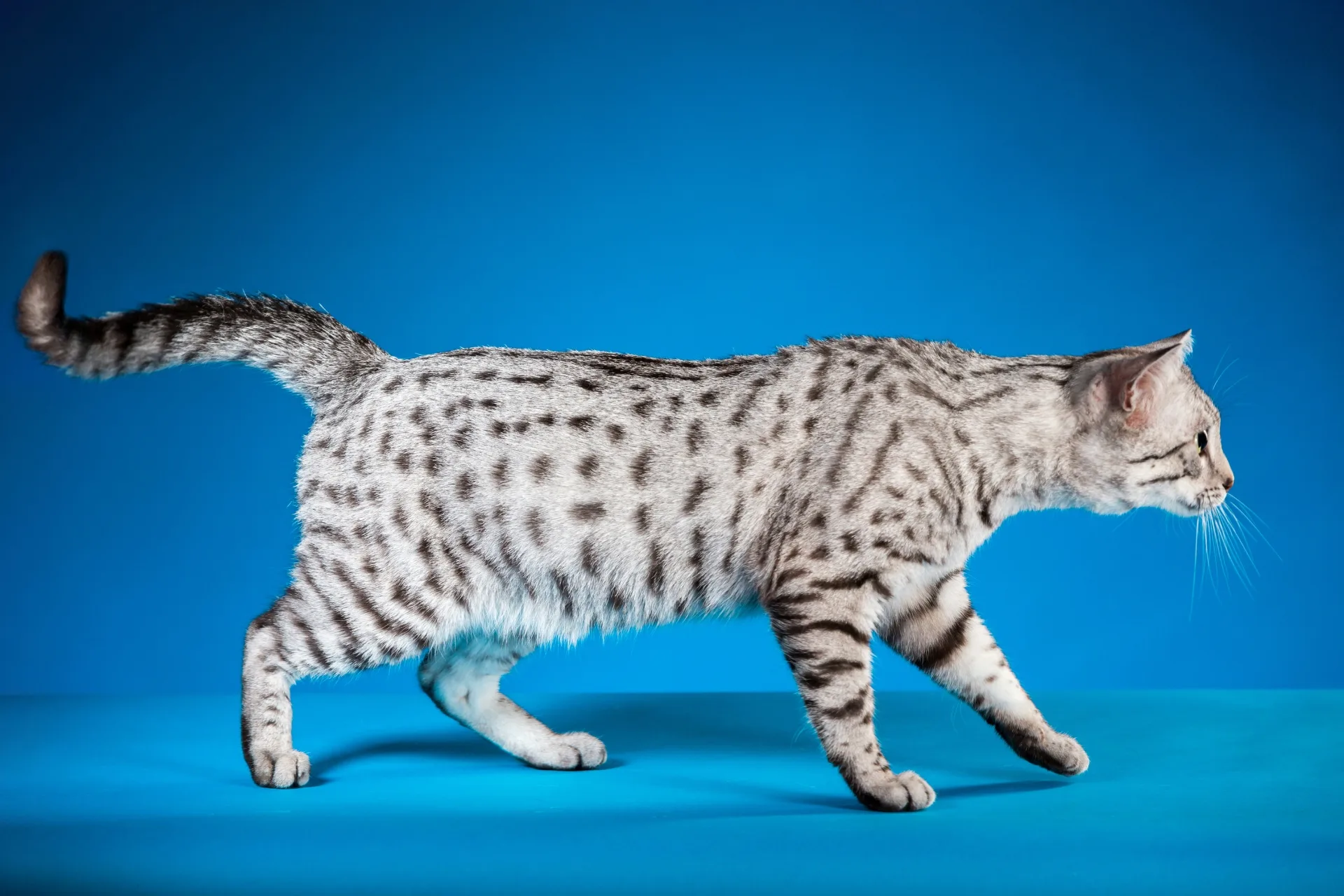 Egyptian Mau Care: The Fastest Cat You'll Ever Try to Keep Up With