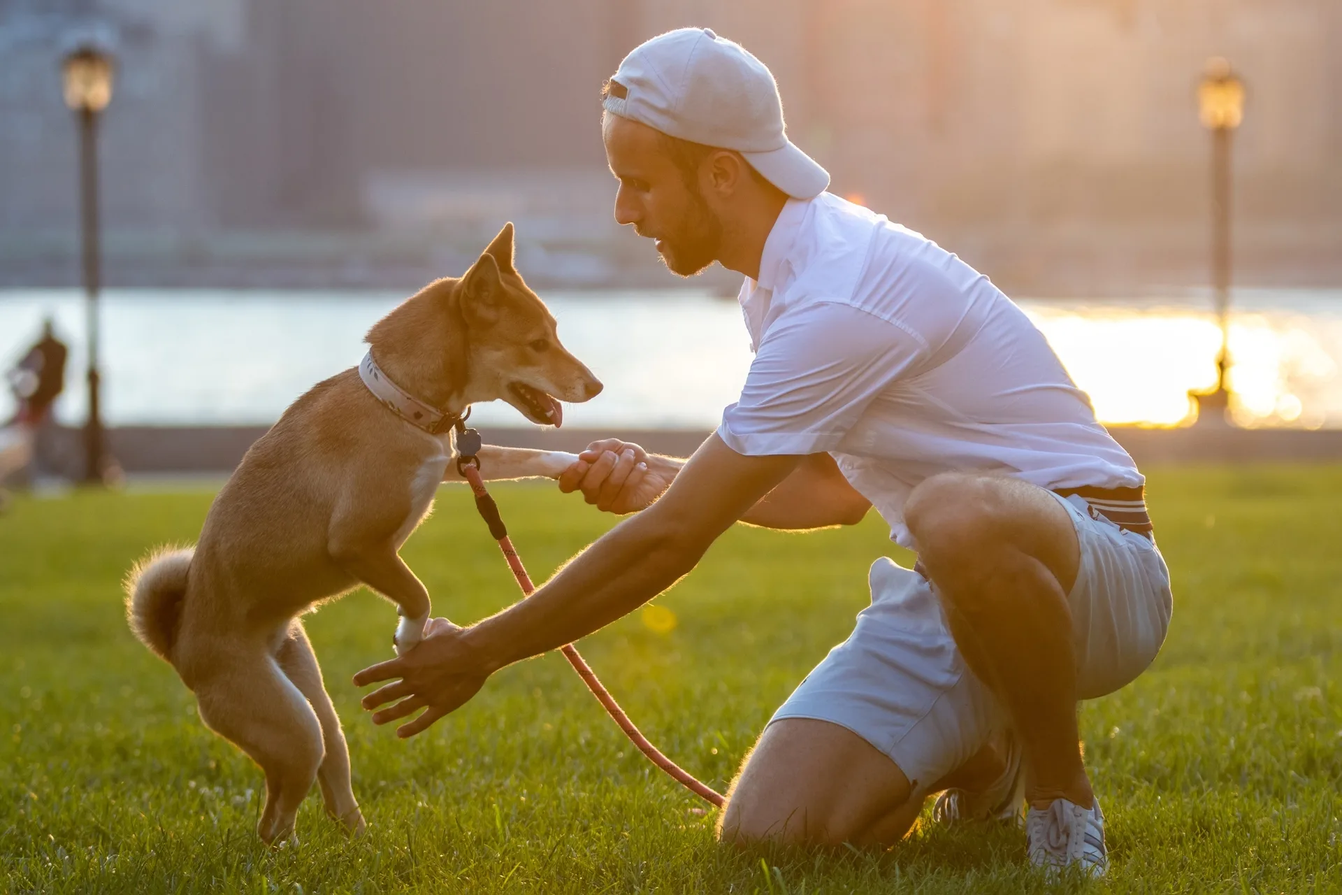 How Much Can You Charge as a Dog Sitter?
