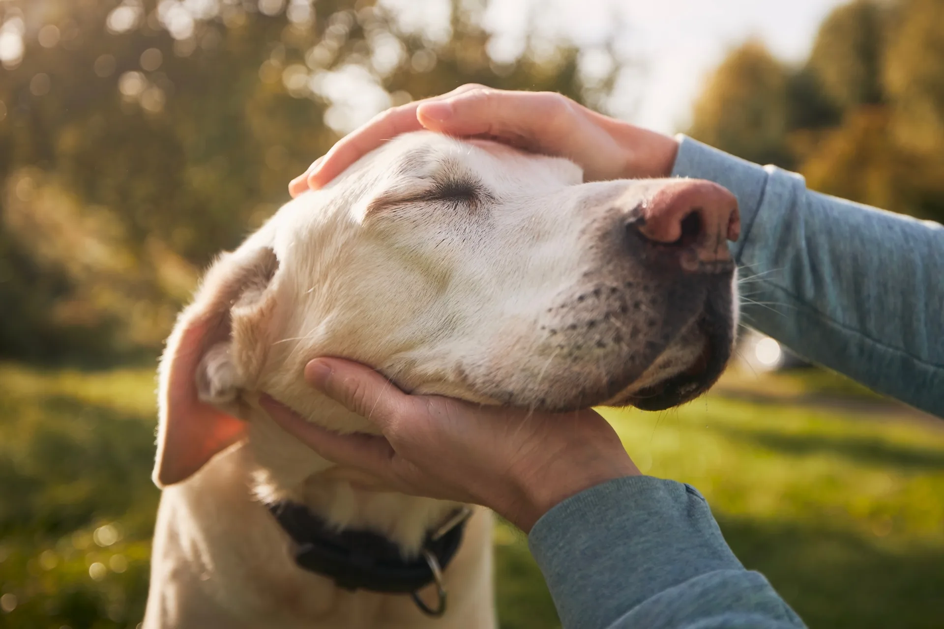 How to Become a Pet Sitter (No Experience Required)