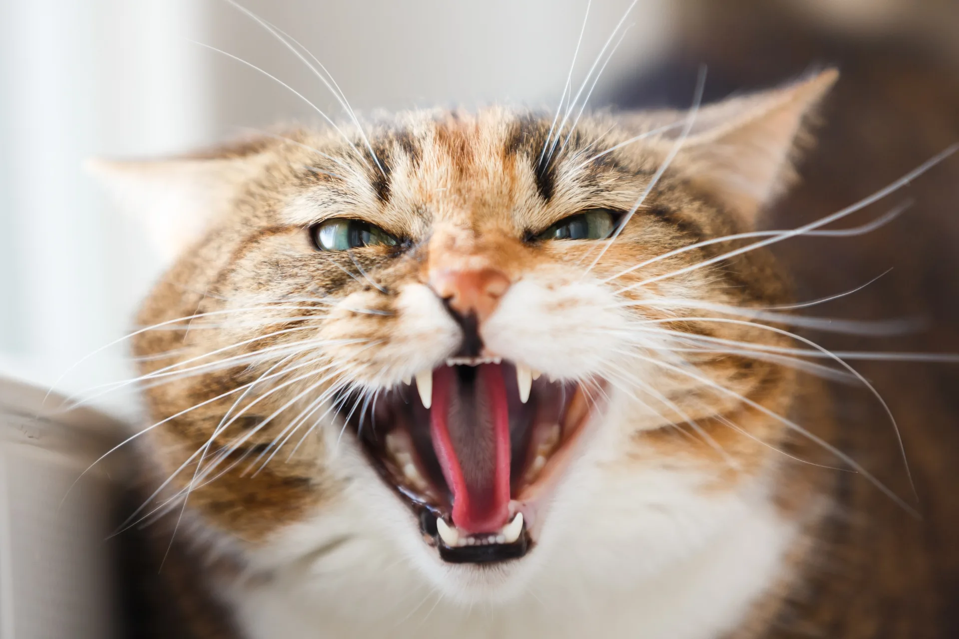 Handle Aggressive Cats as a Pet Sitter: Tips