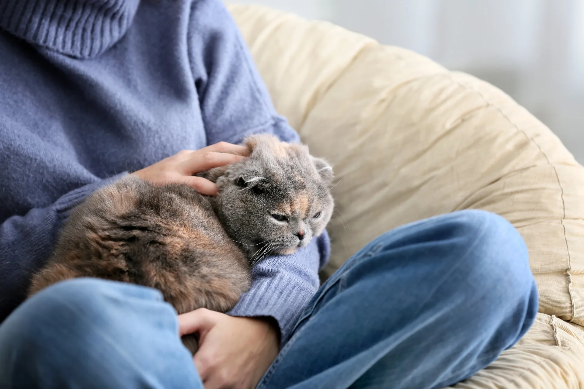 How to Handle Shy Cats as a Pet Sitter