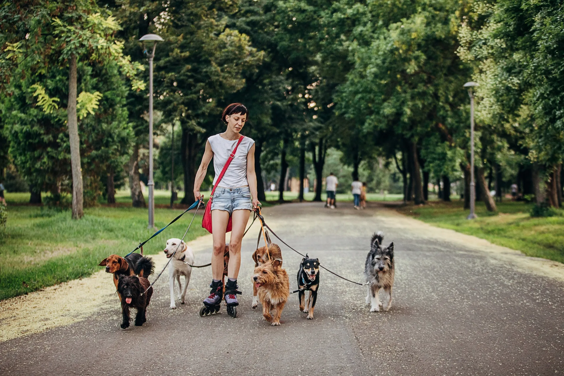 How to Make Money as an Independent Dog Walker